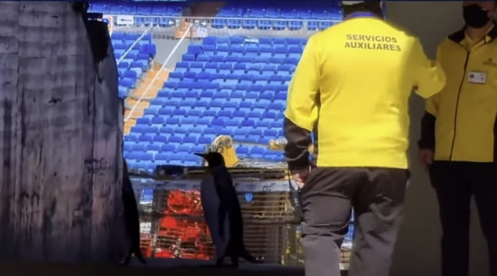 Pingüinos en el Bernabeu