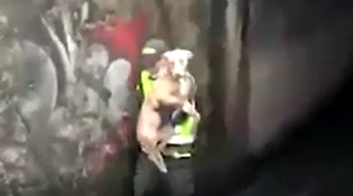 Policía de Bogotá salva a perro de ahogarse