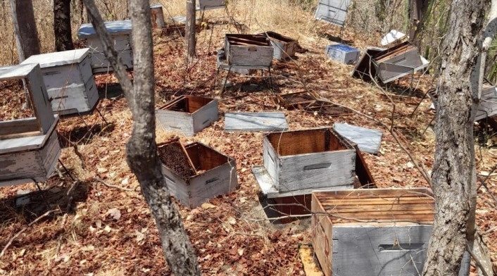 Es la sexta vez que roban la miel pero primera vez que asesinan a las abejas