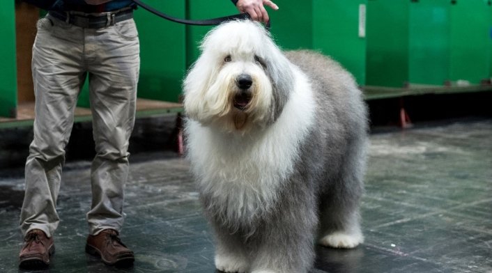 Perro pastor inglés