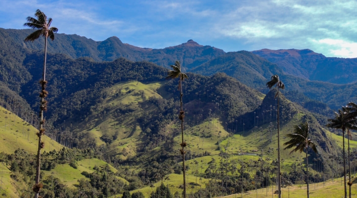 Valle de Cocora, Salento - Archivo Steven Birding Quindío