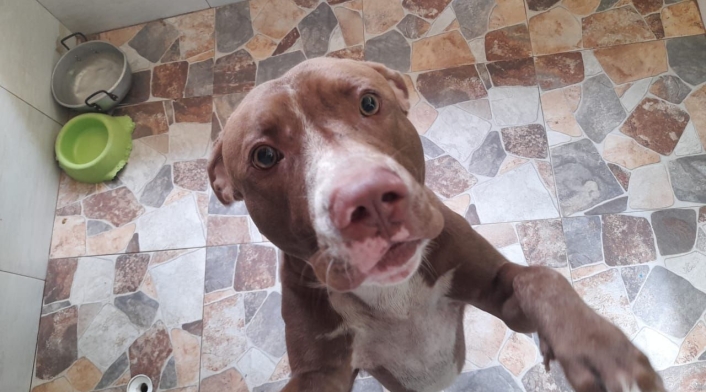 Perros referencia Perros referencia