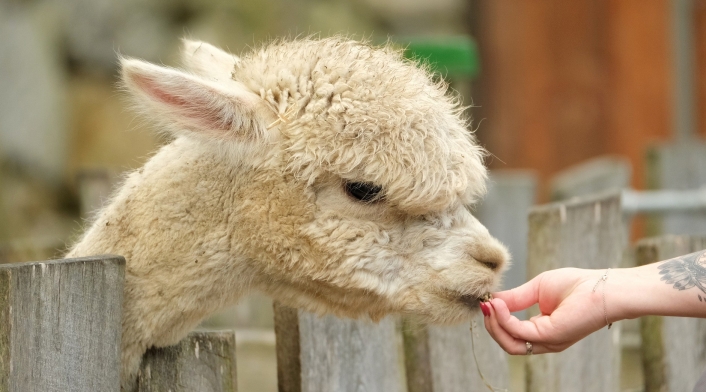 Alpaca