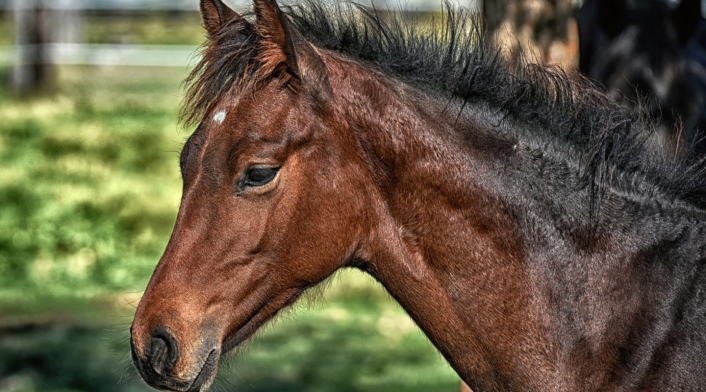 Buscan desde el plasma del caballo encontrar tratamiento al covid