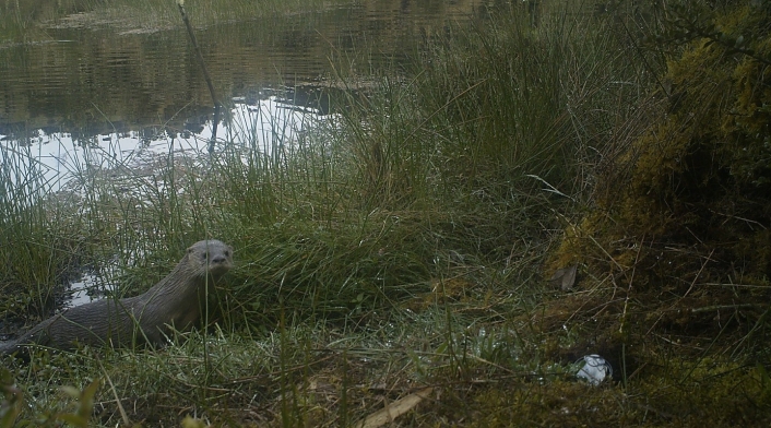 Nutria en Colombia Nutria en Colombia