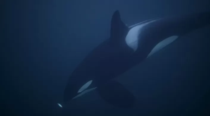 Orca