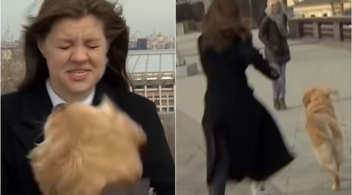 Perro roba micrófono