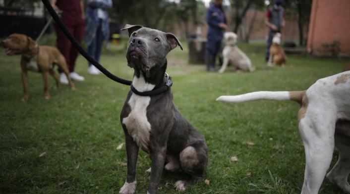 Paseadores de perros Paseadores de perros