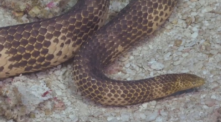 Serpiente marina