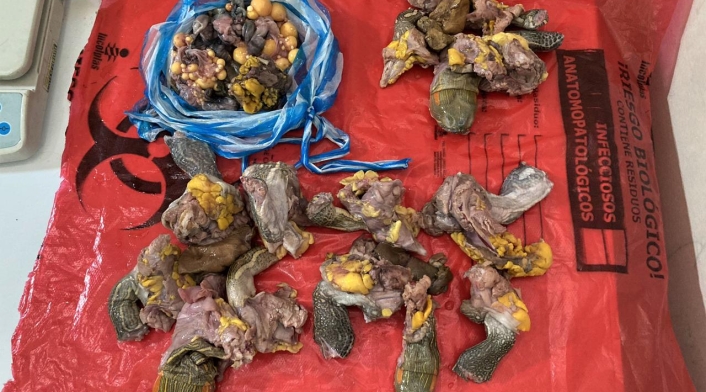 Tráfico de carne y huevos de tortuga