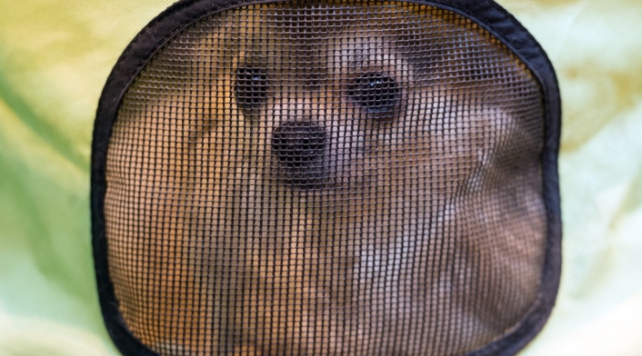 Perro chihuahua - referencia