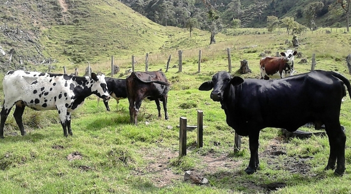 Vacas que dan leche