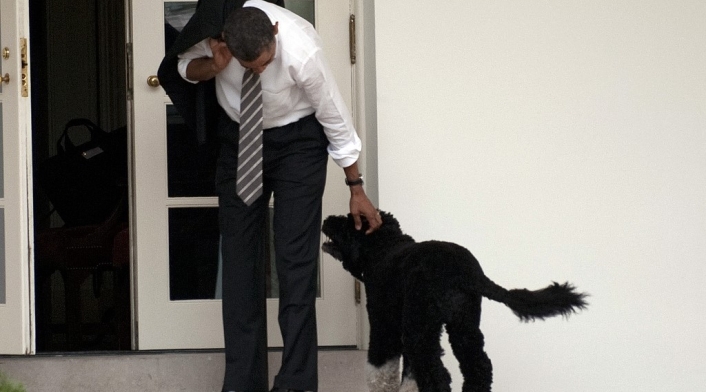 Falleció Bo, el perro de la familia Obama Falleció Bo, el perro de la familia Obama