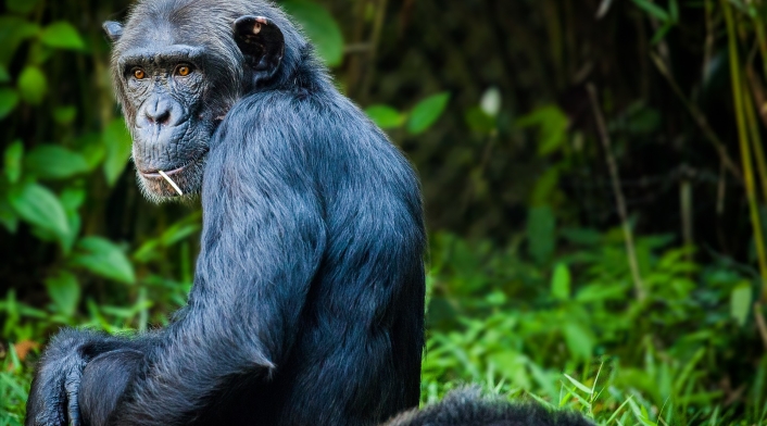 Chimpancé