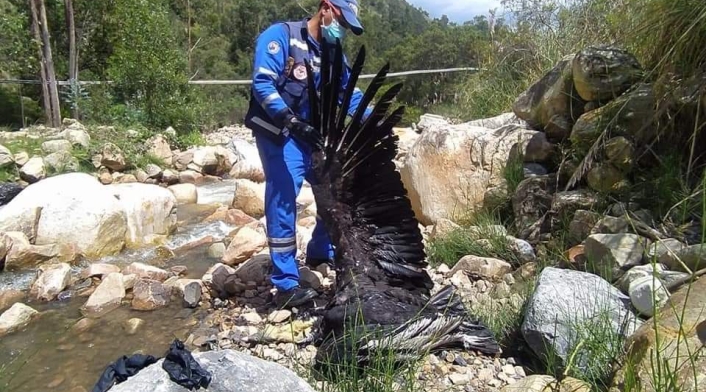Condor muerto