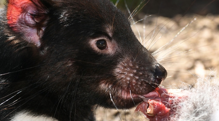 Demonio de Tasmania