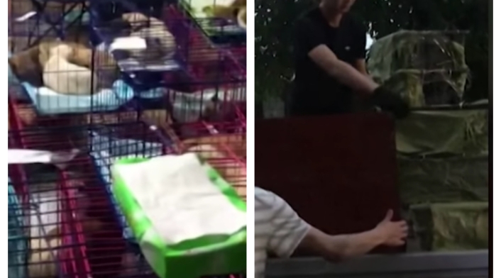 perros y gatos en jaulas