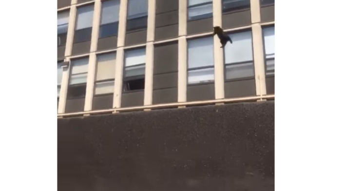 Gato saltó de quinto piso en llamas
