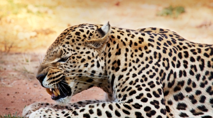 Leopardo