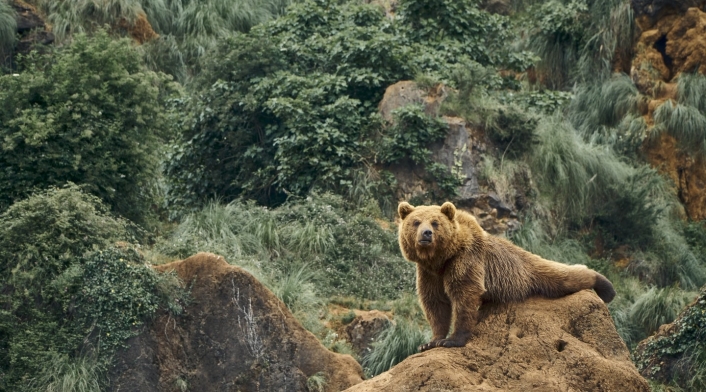 Oso pardo