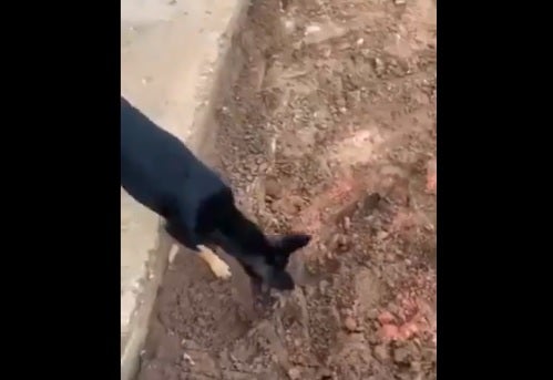 Perro delata caleta de su amo narcotraficante