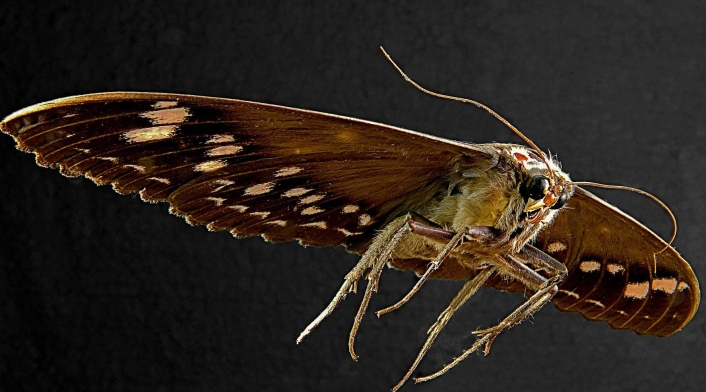 Polilla gigante
