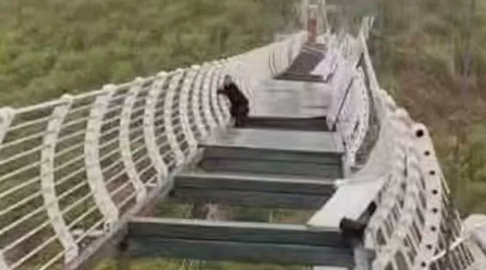 Accidente en puente de cristal en China