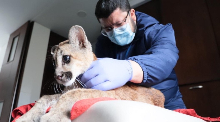 Puma incautado en Bogotá