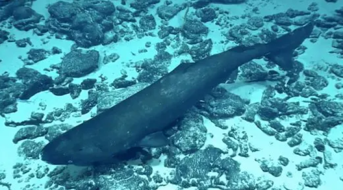 Tiburón dormilón del pacífico