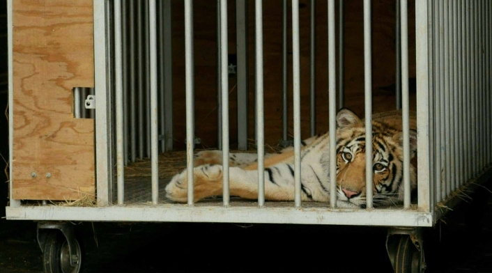 El tigre de Bengala deambulaba por un barrio