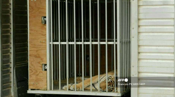 El tigre de Bengala deambulaba por un barrio