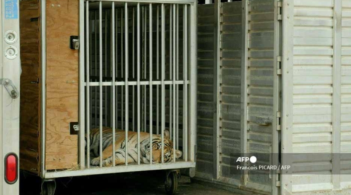 El tigre de Bengala deambulaba por un barrio
