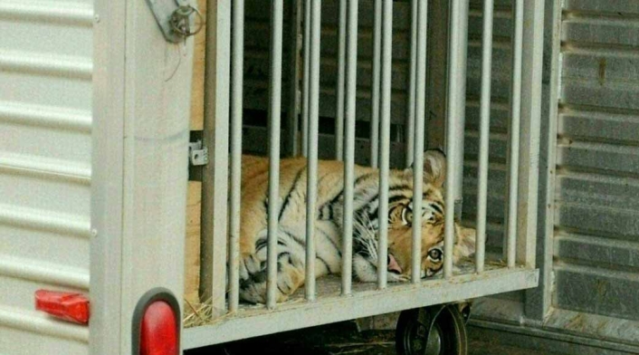 El tigre de Bengala deambulaba por un barrio
