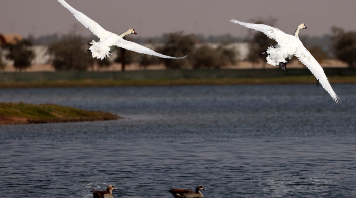 Aves, pájaros
