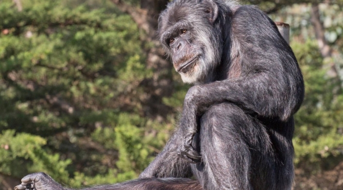 Cobby, el chimpancé más viejo
