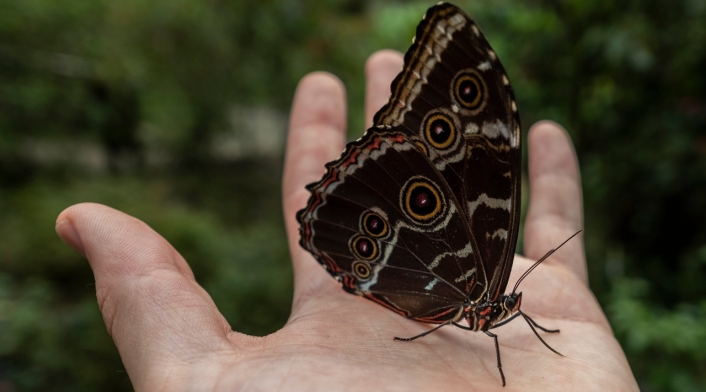 Mariposas en Colombia.