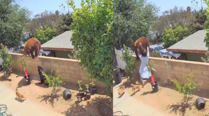 Mujer salva a sus perros de un oso