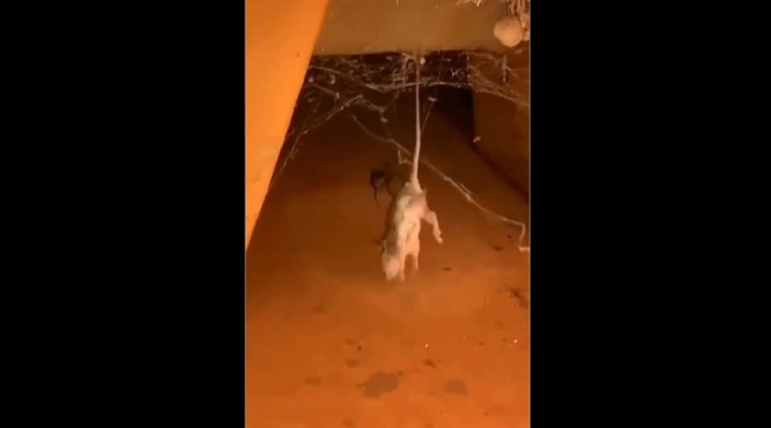 Ratón es cazado por araña de lomo rojo