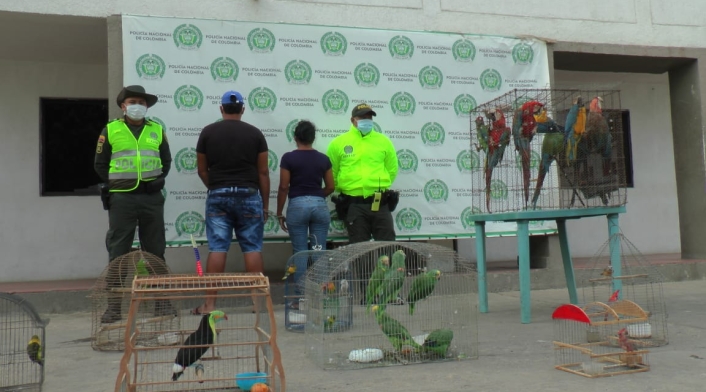 Fueron halladas en una finca en Maicao