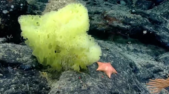 Bob esponja y patricio vida real