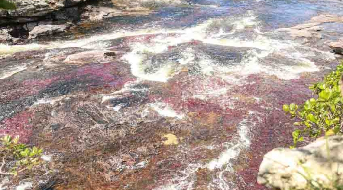 caño cristales en colombia
