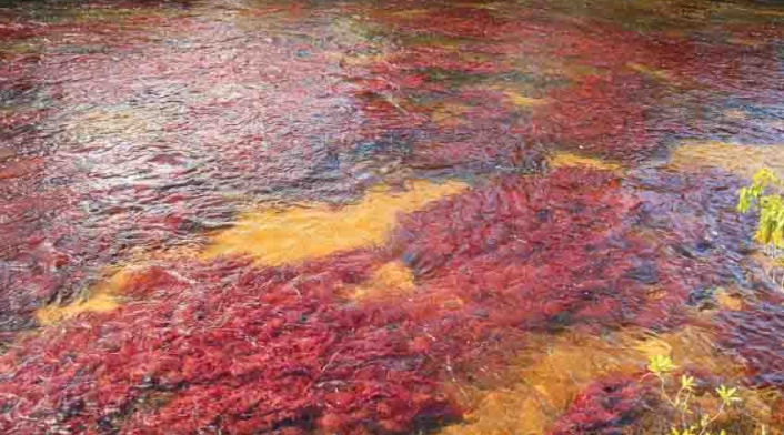 caño cristales en colombia