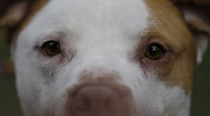 Alimentar a su perro correctamente lo mantendrá al animalito sano. codigo de policia en colombia perros potencialmente peligrosos con póliza