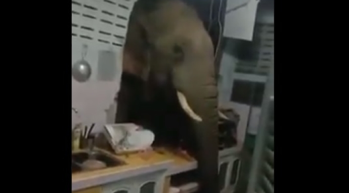 Elefante entra a una cocina