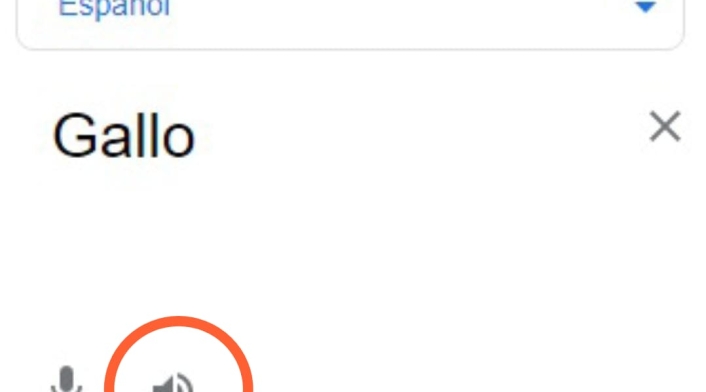 Graciosa traducción de 'gallo' en traductor de Google