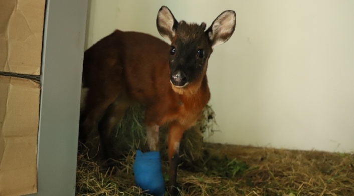 Venado rescatado en Bogotá