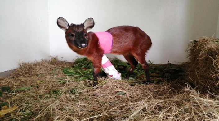 Venado rescatado