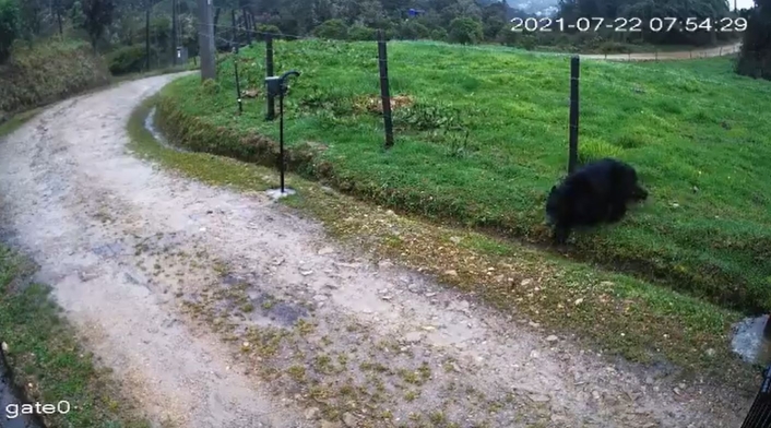 Oso de anteojos visto en Chapinero Oso de anteojos visto en Chapinero