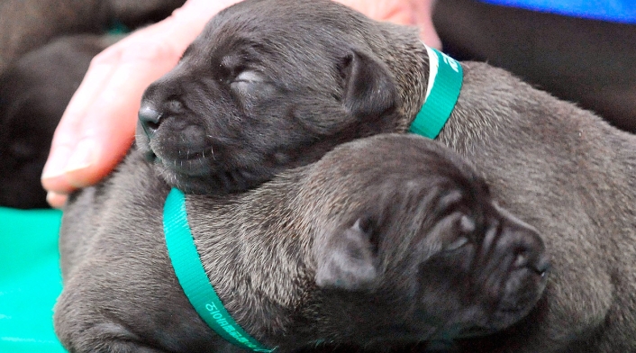 Perro cachorro