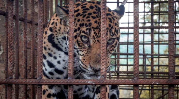 Jaguar hembra (panthera onca)